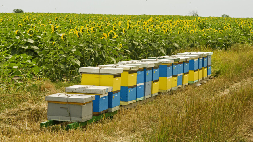 Pesticidi će "smeti" da smanje samo 10 odsto kolonija pčela