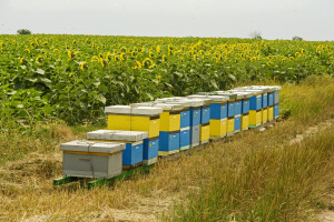 Pesticidi će smjeti biti "krivi" za smanjenje samo 10 posto kolonija pčela u EU