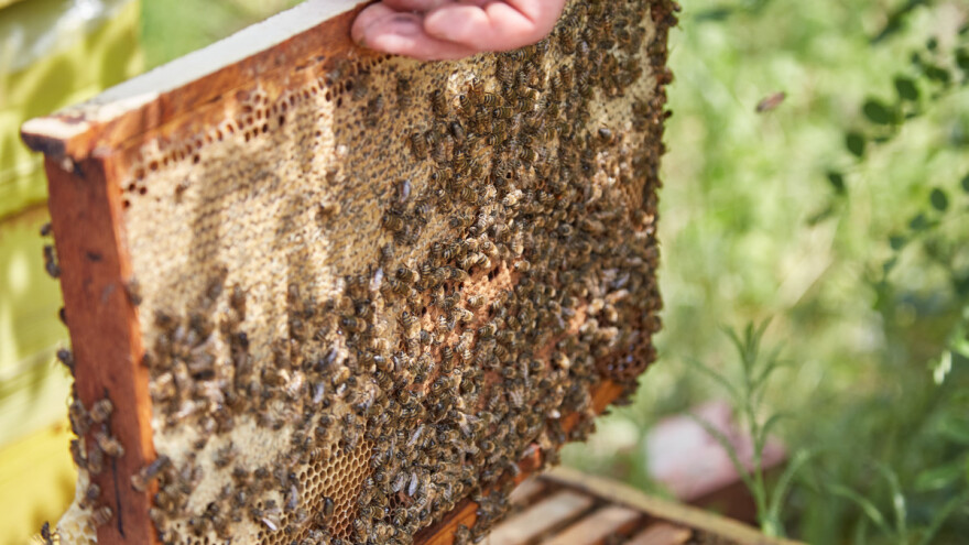 Radovi u pčelinjaku tokom aprila