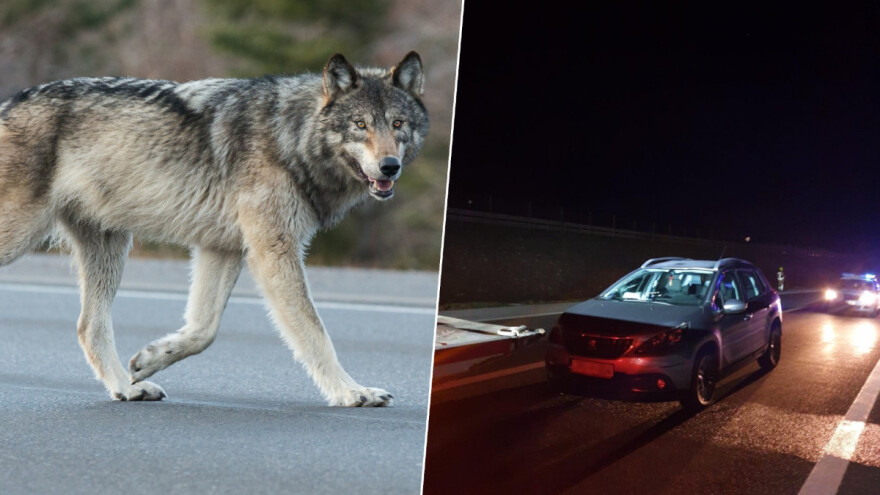 Automobilom usmrtio vuka na autoputu - divljač prolazi kroz polomljenu ogradu