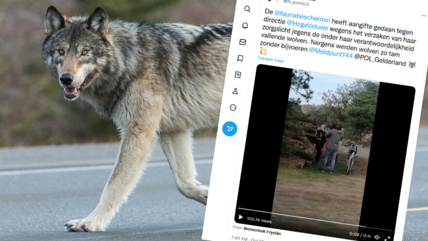 U Nizozemskoj dopušteno gađanje vukova paintball kuglicama