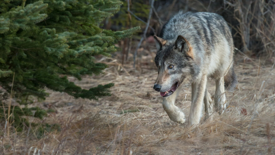 Znanje za dio stada: Neispoštovan dogovor zaradio je ljudima vječnog neprijatelja
