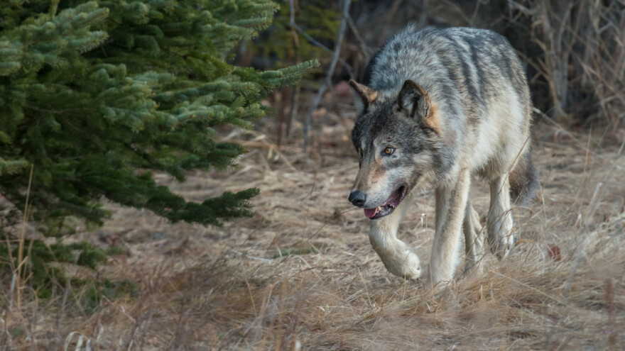 Vuk ili pas? Planinska zvijer ponovno viđena kod Solina, mještani u strahu