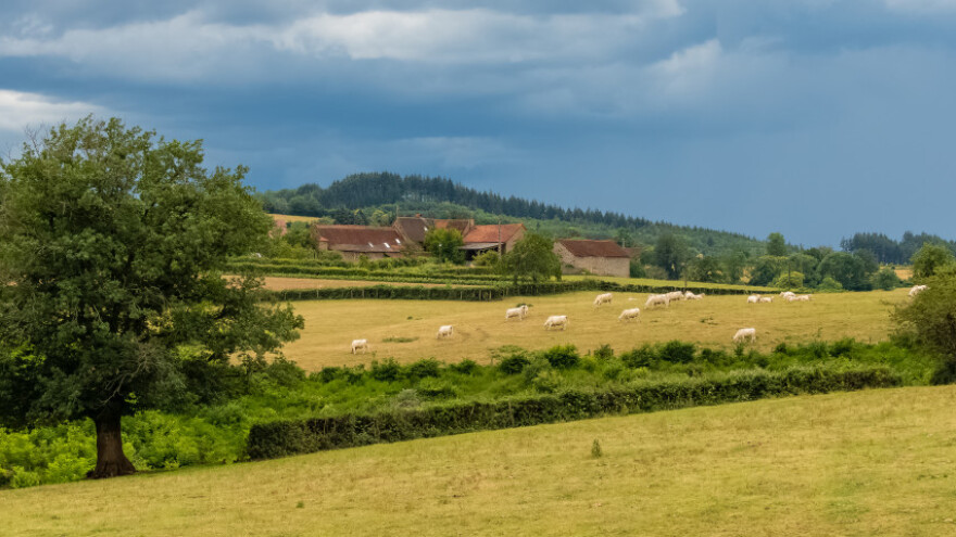 Insekti umjesto mesa su rješenje za nedostatak poljoprivrednog zemljišta?