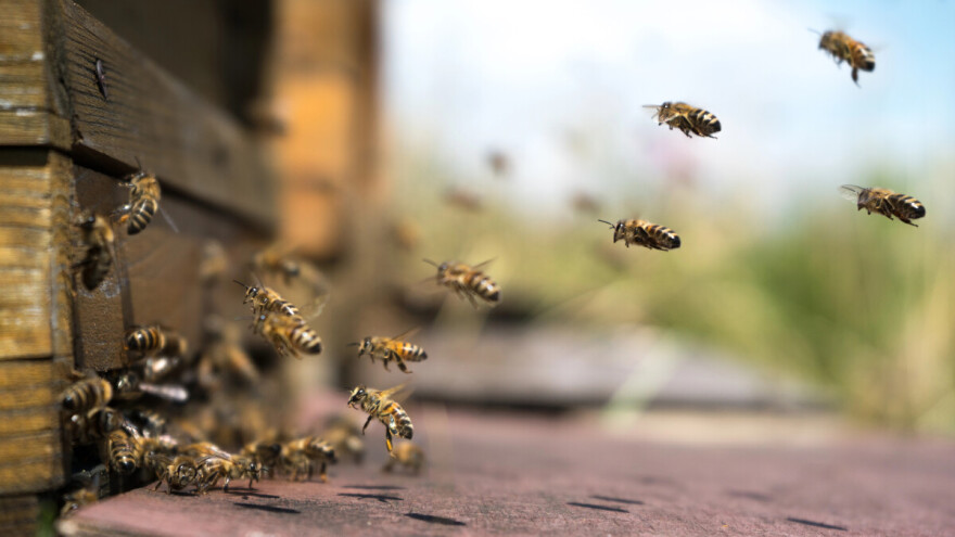 Koje radove treba obaviti u pčelinjaku tijekom ožujka?