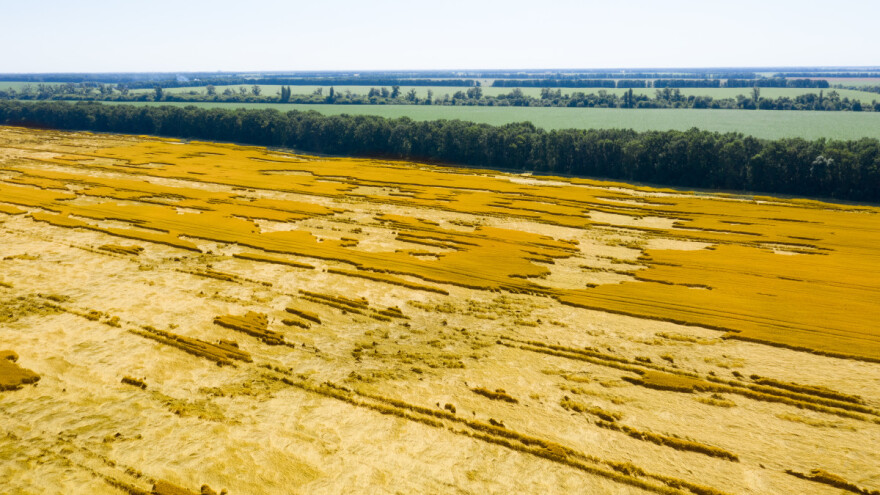 Pšenicu pogodila suša - nije vrijedna žetve?