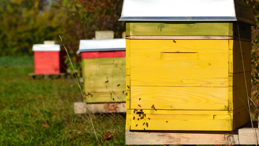 S livade ukradene košnice s pčelama