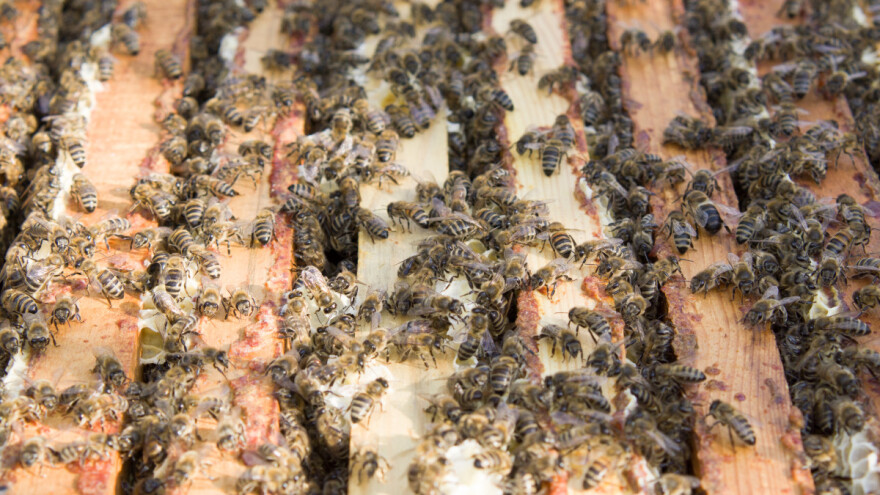 Kako dodati maticu novoformiranom pčelinjem društvu?