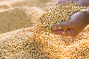 Produktna berza: Pad cene kukuruza, rast soje