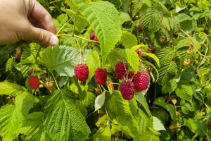 Cena maline: "Niti se isplati da se bere, niti da se plati radnik"