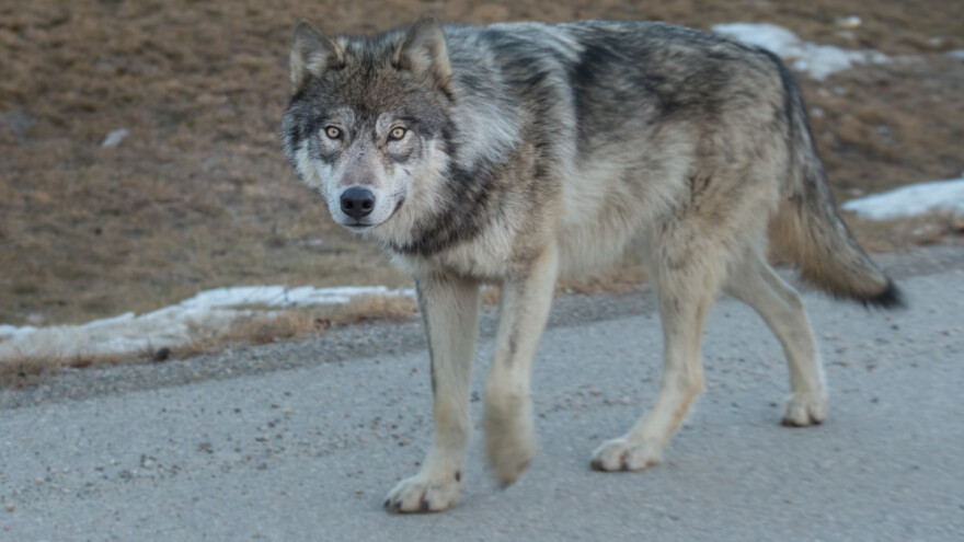 Vukovi sve bliže gradovima, jedan pregažen kod Šibenika