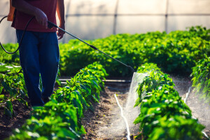 Borzan: U Bruxellesu lobiraju za pesticide, a kod kuće otežavaju život eko proizvođačima