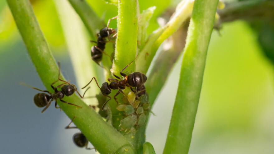 Kolonije mrava gubimo zbog neonikotinoida?