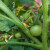 Kako i kada zakidati zaperke i listove za uspješan uzgoj rajčice?