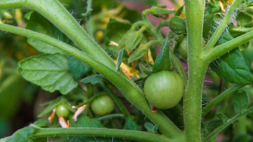 Kako i kada zakidati zaperke i listove za uspešan uzgoj paradajza?