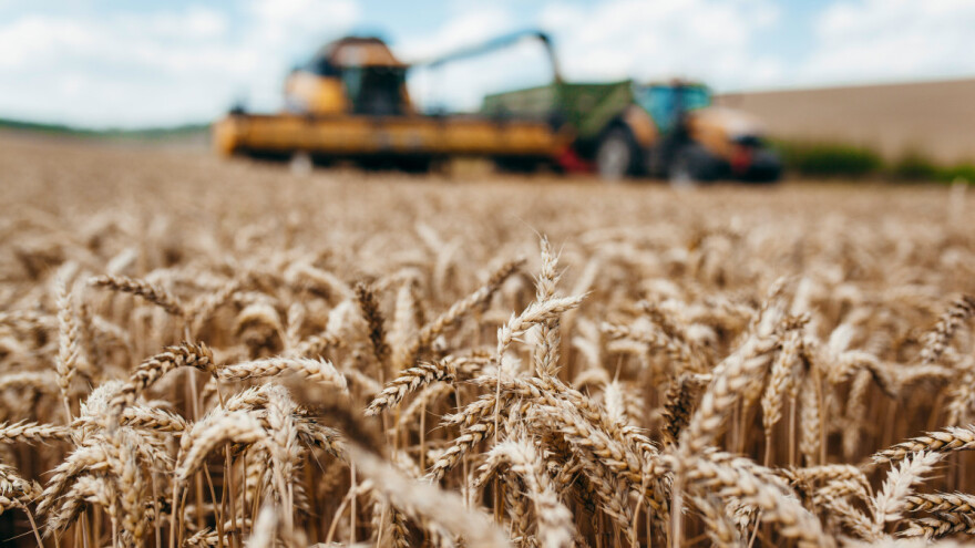 Na berzi najtrgovanija pšenica, ali 22,4 din/kg