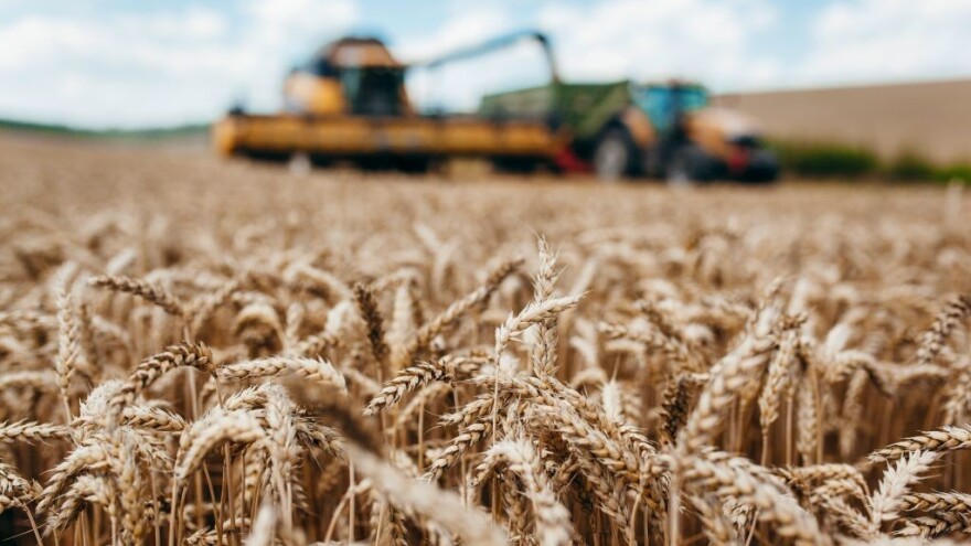 Što nas očekuje na tržištu žitarica i uljarica u 2024. godini?