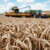 Cijene pšenice padaju: Za novu žetvu smanjene za 16 eura/t