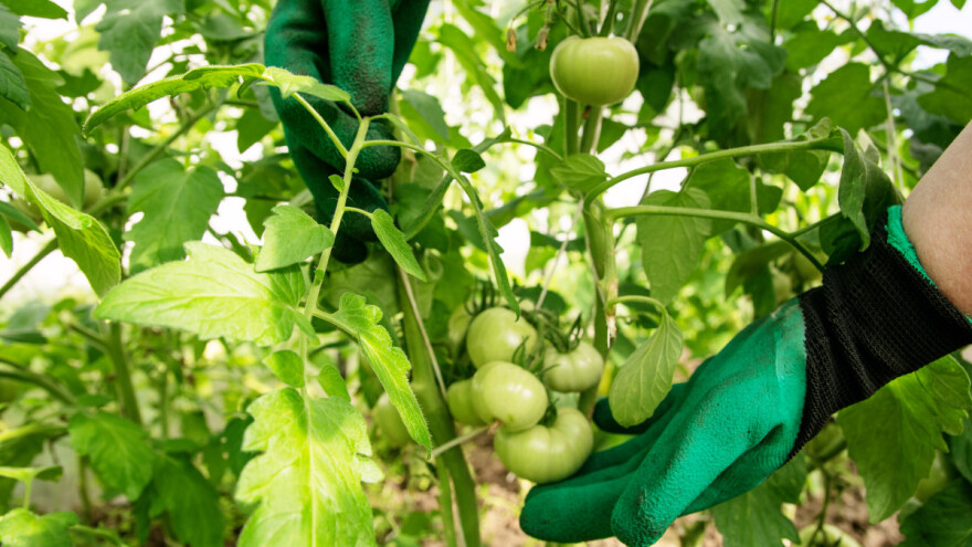 Treba li uklanjati listove paradajza?