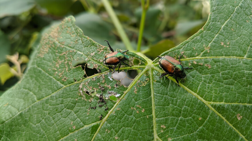 Pooštrene mere protiv opasne karantinske štetočine