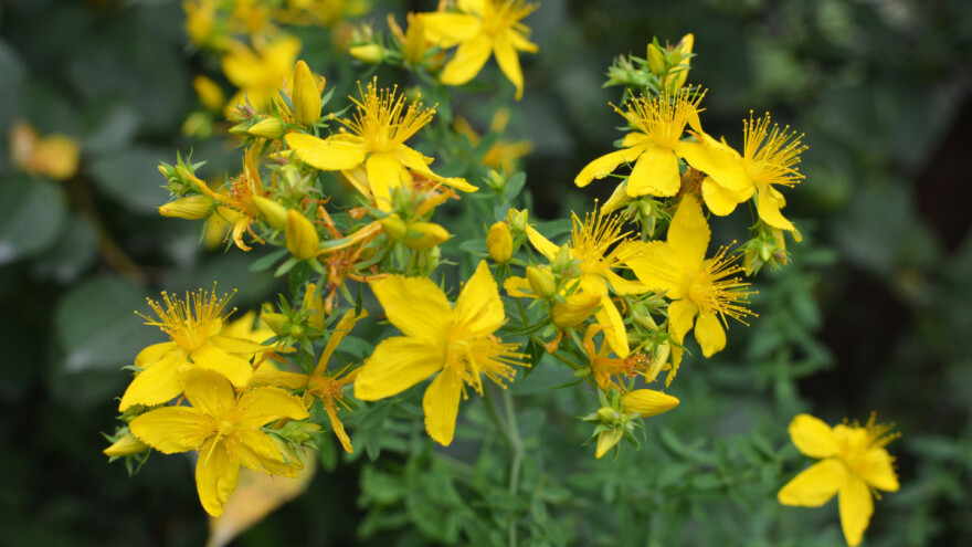 Ljekoviti kantarion - kako napraviti tinkturu, a kako ulje?