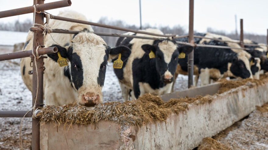 Osigurana dodatna sredstva za sve stočare koji nisu dobili Covid potpore