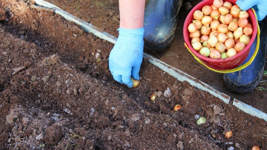 Uzgoj mladog luka u plasteniku - od sadnje do zaštite