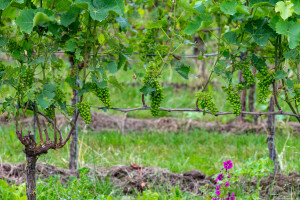Koje radove obaviti u ovoj fenofazi razvoja u vinogradu?