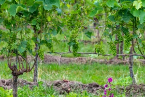 Koje radove obaviti u ovoj fenofazi razvoja u vinogradu?