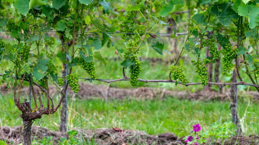 Koje radove obaviti u ovoj fenofazi razvoja u vinogradu?