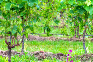 Lipanj je vrijeme za optrgavanje vinove loze - prvo krenite s rajnskim rizlingom