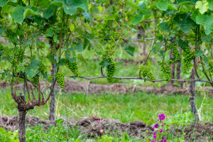 Koje radove obaviti u ovoj fenofazi razvoja u vinogradu?
