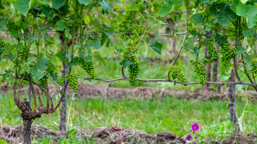 Koje radove obaviti u ovoj fenofazi razvoja u vinogradu?