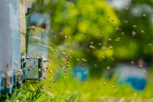 Zašto u blizini košnica uzgajati raznovrsno bilje koje cveta u različitim terminima?