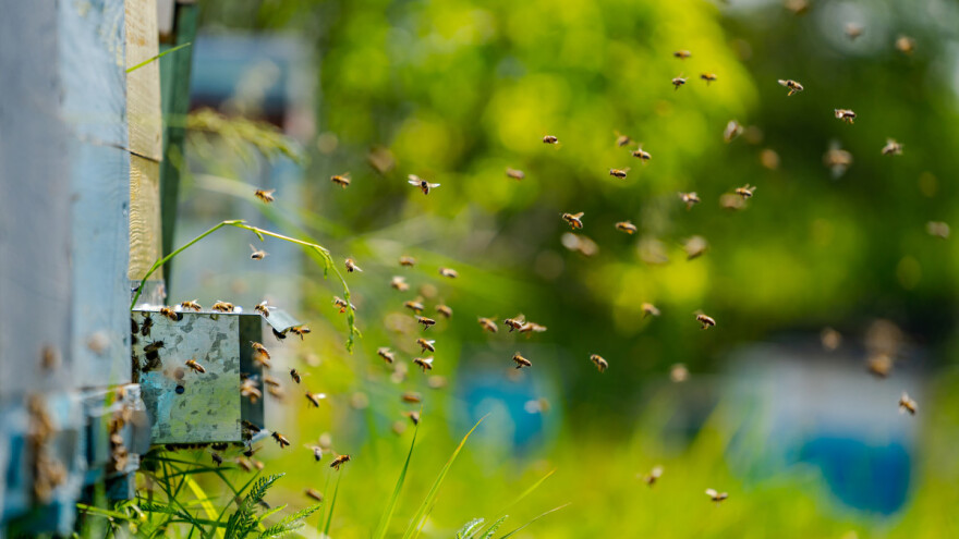 Zašto u blizini košnica uzgajati raznovrsno bilje koje cvjeta u različitim terminima?