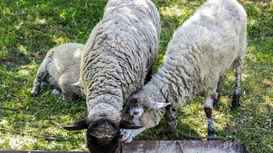 Policija pronašla kradljivca janjaca sa šireg područja Osijeka