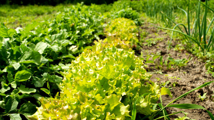 Bez kvalitetnog semena, nema kvalitetnog roda - predstavljamo sedam sorti povrća