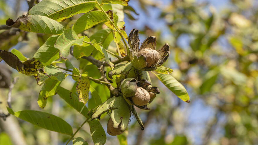 Sakupljanje i berba oraha: Što promatrati?