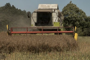 Počela žetva uljane repice, cena - 90 dinara za kilogram?