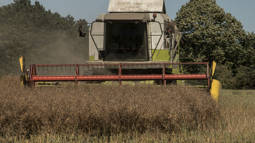 Počela žetva uljane repice, cena - 90 dinara za kilogram?