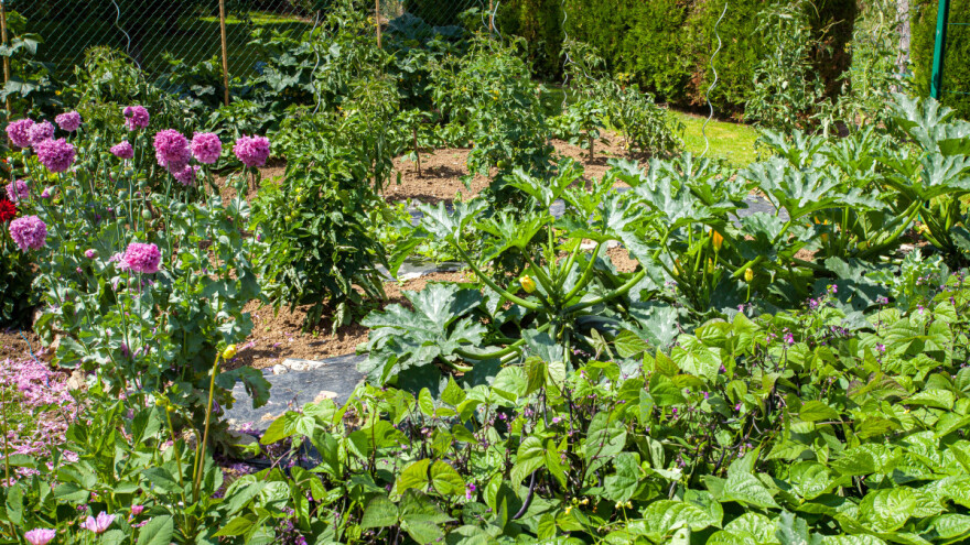 Povrće za postrnu sjetvu - šta možemo uzgajati ljeti?
