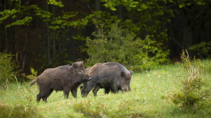 Afrička svinjska kuga se pojavila u Vlasotincu