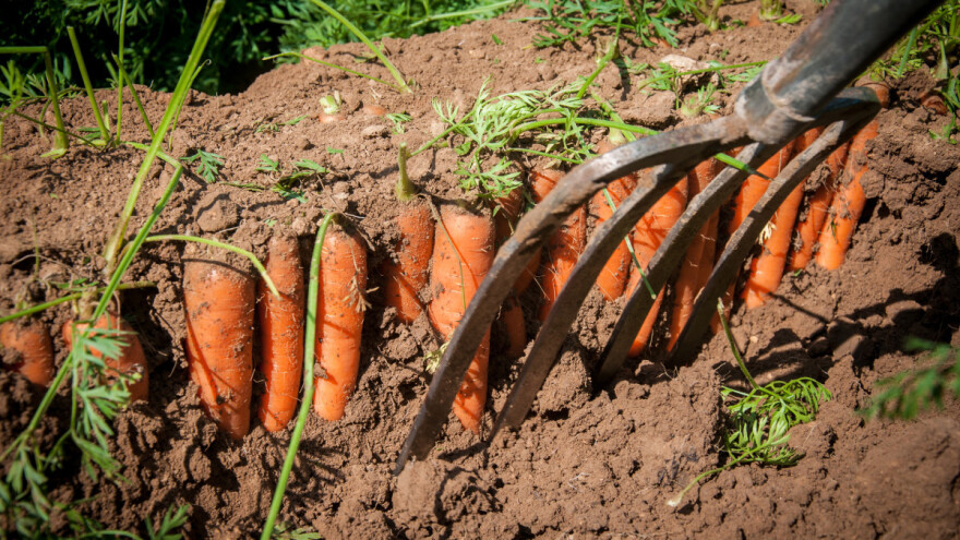 Spriječite probleme u usjevu mrkve - slabo nicanje, zelen ili deformiran korijen, štetnike