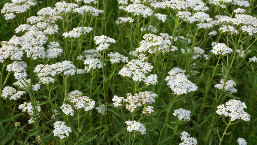 Hajdučka trava najbolji domaći biostimulans, ali i insekticid