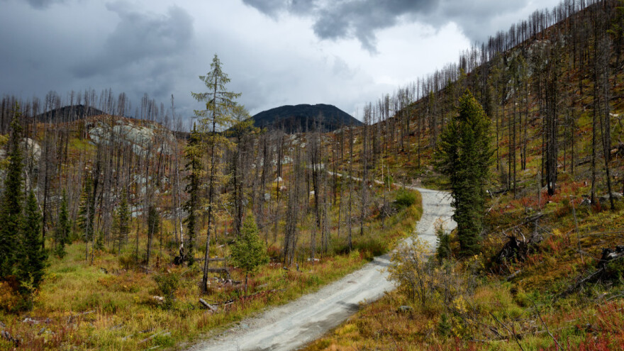 Sve češći požari u šumama - Šta možemo učiniti za prirodu?