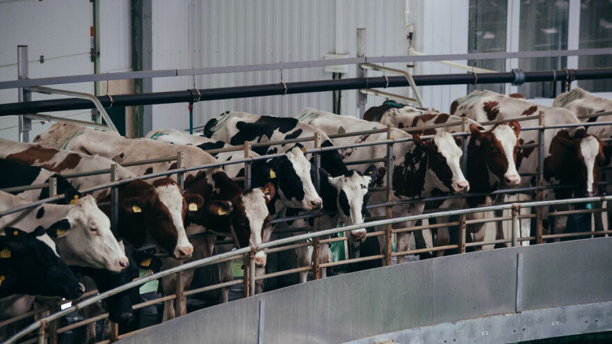 Mega farma u Saudijskoj Arabiji: Usred pustinje krave daju 800.000 litara mleka dnevno