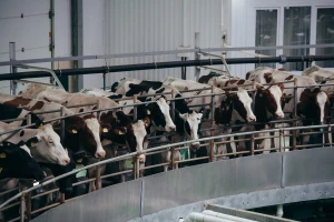 Mega farma u Saudijskoj Arabiji: Usred pustinje krave daju 800.000 litara mlijeka dnevno