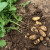 Vodonik peroksid može povećati prinos krompira - pokazalo istraživanje