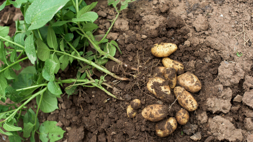 Vodonik peroksid može povećati prinos krompira - pokazalo istraživanje