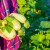 Bašta u avgustu: Za jesenju berbu posejte još jednu turu tikvica, šargarepu, blitvu